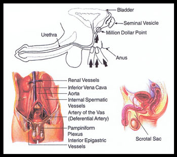 london lingam massage